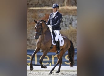 Lusitano, Wałach, 9 lat, 156 cm, Ciemnogniada