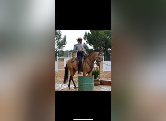 Lusitano, Wałach, 9 lat, 160 cm, Bułana