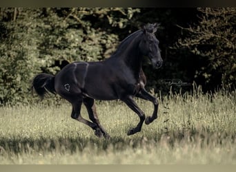 Lusitano, Wałach, 9 lat, 163 cm, Kara