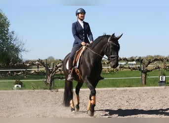 Lusitano, Wałach, 9 lat, 164 cm, Kara