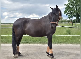 Lusitano, Wałach, 9 lat, 164 cm, Kara