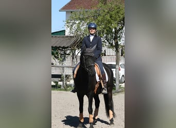Lusitano, Wałach, 9 lat, 164 cm, Kara