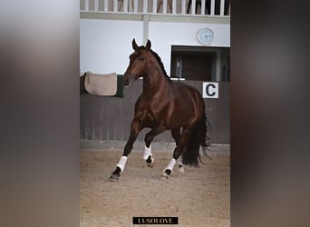 Lusitano, Wałach, 9 lat, 180 cm, Gniada