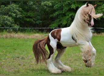 Lusitano, Wałach, Źrebak (01/2026), 152 cm, Ciemnokasztanowata