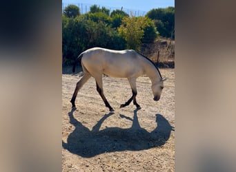 Lusitano, Wałach, Źrebak (04/2026), Bułana