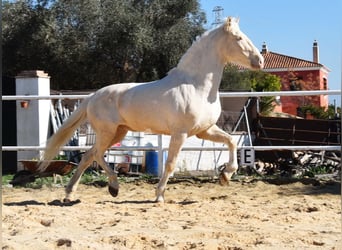 Lusitano, Wałach, 10 lat, 161 cm, Cremello