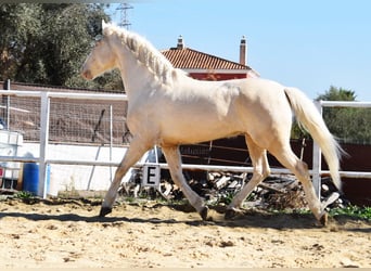 Lusitano, Wałach, 10 lat, 161 cm, Cremello