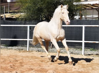 Lusitano, Wałach, 10 lat, 161 cm, Cremello