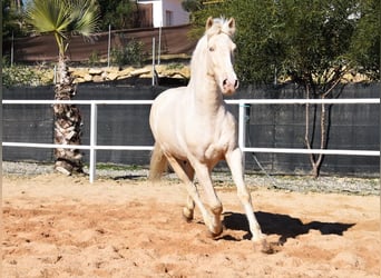 Lusitano, Wałach, 10 lat, 161 cm, Cremello