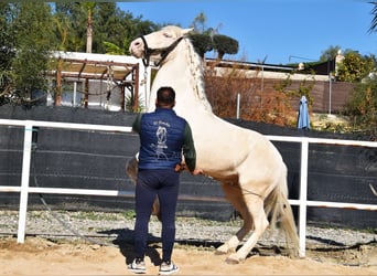 Lusitano, Wałach, 10 lat, 161 cm, Cremello