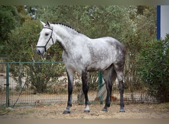 Lusitano, Wałach, 10 lat, 168 cm, Siwa jabłkowita