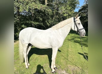 Lusitano, Wałach, 11 lat, 162 cm, Siwa