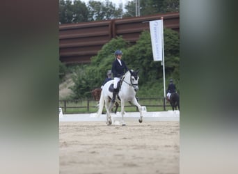 Lusitano, Wałach, 11 lat, 162 cm, Siwa