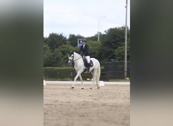 Lusitano, Wałach, 11 lat, 162 cm, Siwa