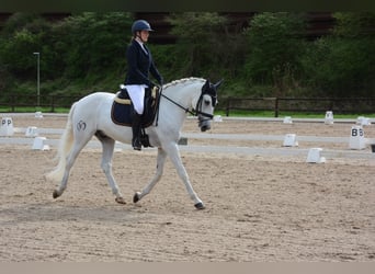 Lusitano, Wałach, 11 lat, 162 cm, Siwa