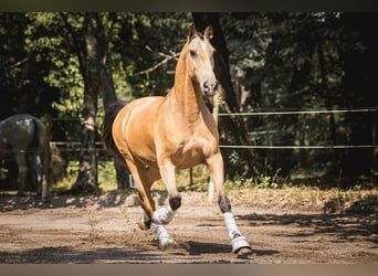Lusitano, Wałach, 11 lat, 168 cm, Bułana