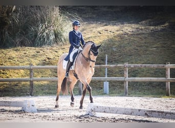 Lusitano, Wałach, 11 lat, 168 cm, Bułana