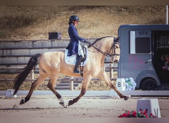 Lusitano, Wałach, 11 lat, 168 cm, Bułana