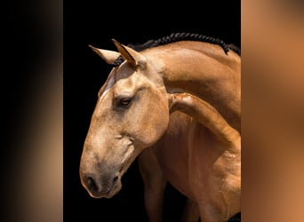 Lusitano, Wałach, 11 lat, 168 cm, Bułana