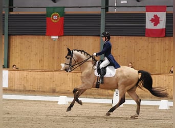 Lusitano, Wałach, 11 lat, 168 cm, Bułana