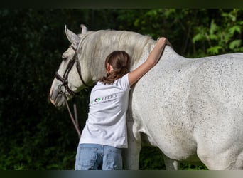 Lusitano, Wałach, 12 lat, 166 cm, Siwa w hreczce