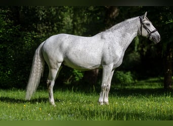 Lusitano, Wałach, 12 lat, 166 cm, Siwa w hreczce