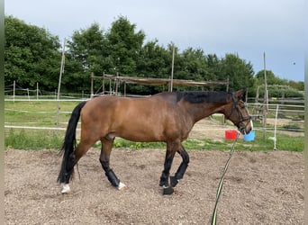 Lusitano, Wałach, 12 lat, 169 cm, Gniada