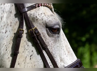 Lusitano, Wałach, 13 lat, 166 cm, Siwa w hreczce