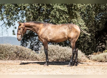 Lusitano, Wałach, 2 lat, Kasztanowatodereszowata