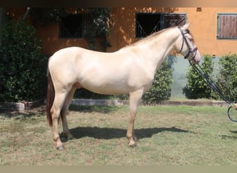 Lusitano Mix, Wałach, 3 lat, 150 cm, Cremello
