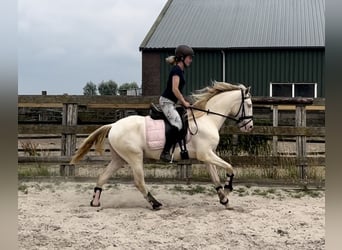 Lusitano, Wałach, 3 lat, 154 cm, Perlino
