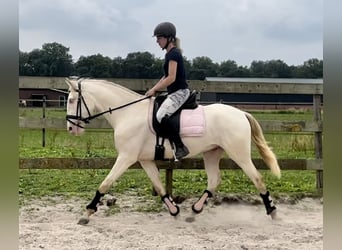 Lusitano, Wałach, 3 lat, 154 cm, Perlino