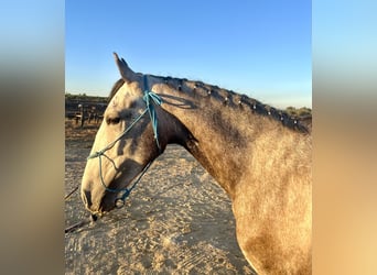 Lusitano, Wałach, 3 lat, 157 cm, Siwa