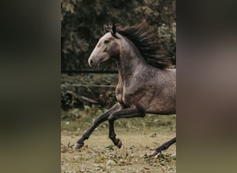 Lusitano, Wałach, 3 lat, 158 cm, Może być siwy