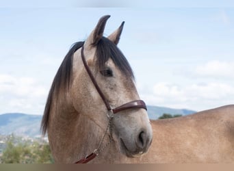 Lusitano, Wałach, 3 lat, 162 cm, Stalowosiwy