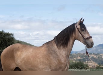 Lusitano, Wałach, 3 lat, 162 cm, Stalowosiwy