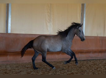 Lusitano, Wałach, 3 lat, 162 cm, Stalowosiwy