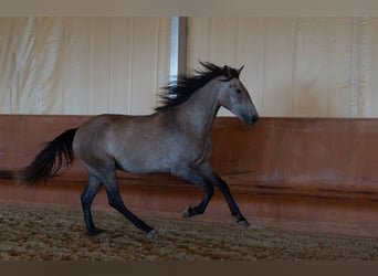 Lusitano, Wałach, 3 lat, 162 cm, Stalowosiwy