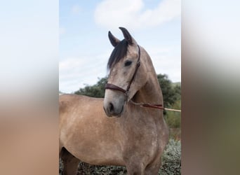 Lusitano, Wałach, 3 lat, 162 cm, Stalowosiwy