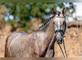 Lusitano, Wałach, 3 lat, 165 cm, Może być siwy