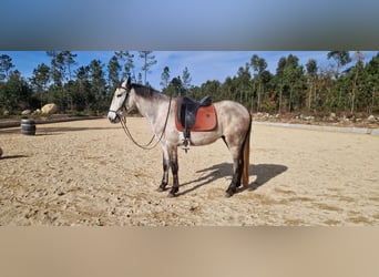 Lusitano, Wałach, 4 lat, 156 cm, Siwa w hreczce