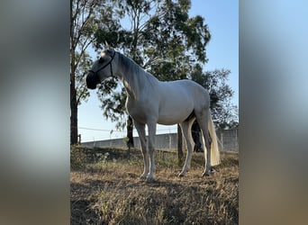 Lusitano, Wałach, 4 lat, 157 cm, Siwa