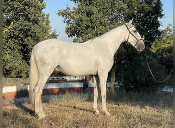 Lusitano, Wałach, 4 lat, 157 cm, Siwa