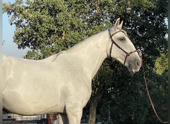 Lusitano, Wałach, 4 lat, 157 cm, Siwa