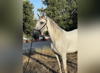 Lusitano, Wałach, 4 lat, 157 cm, Siwa