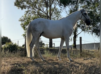 Lusitano, Wałach, 4 lat, 157 cm, Siwa