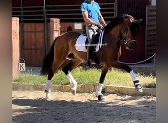 Lusitano, Wałach, 4 lat, 161 cm, Gniada