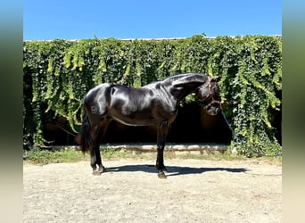 Lusitano, Wałach, 4 lat, 161 cm, Kara