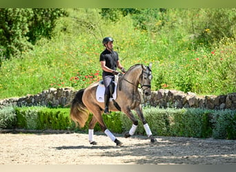 Lusitano, Wałach, 4 lat, 162 cm, Stalowosiwy