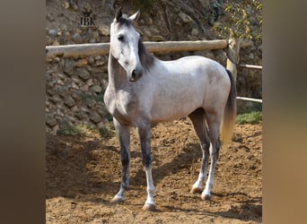 Lusitano Mix, Wałach, 4 lat, Siwa